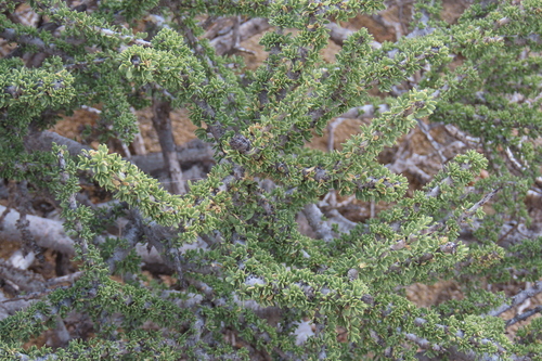 Boscia foetida, photograph 4