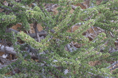 author not stated, no rights reserved Boscia foetida, photograph author not stated, no rights reserved
