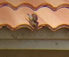 Passer domesticus