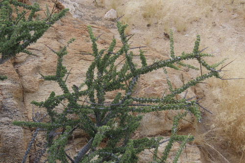 Boscia foetida, photograph 6