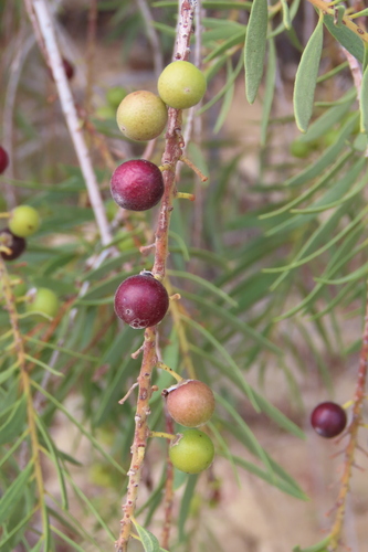 Euclea pseudebenus, photograph 1