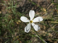 Phlox tenuifolia