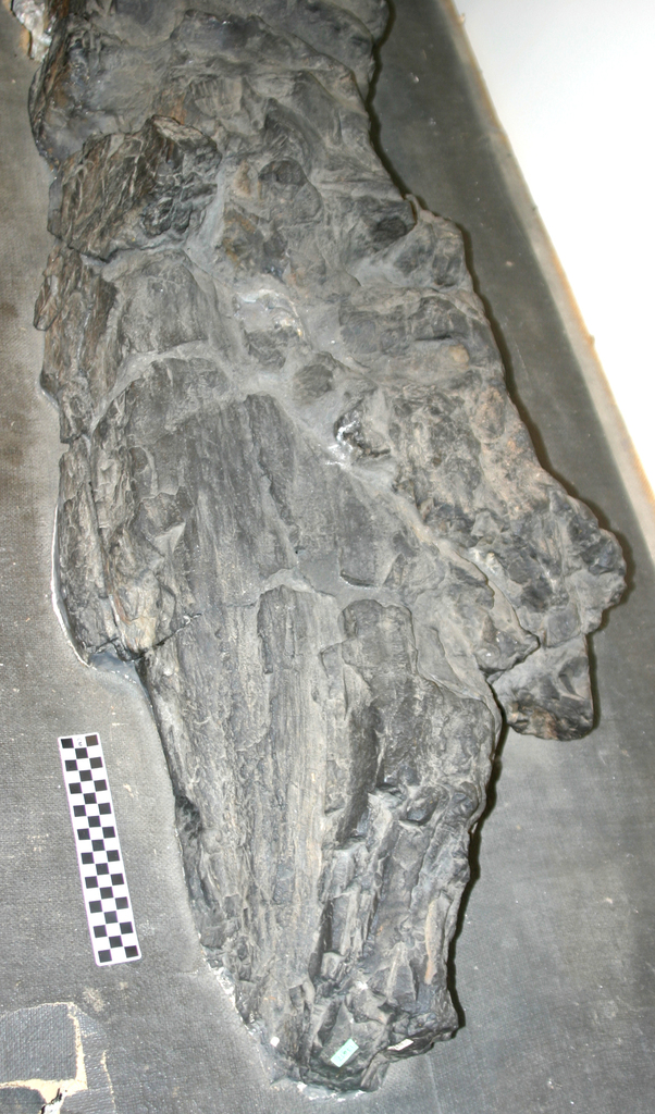 Prototaxites loganii
