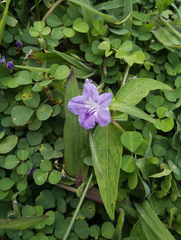 Ruellia repens