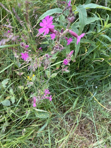 red campion