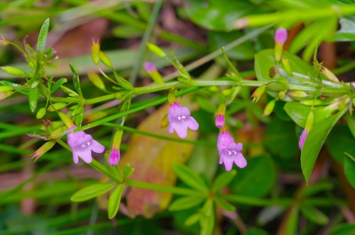 Clinopodium arkansanum, photograph 5