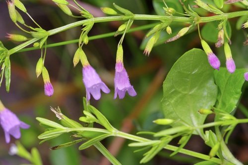 Clinopodium arkansanum, photograph 6