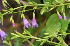 Clinopodium arkansanum, photograph (c) Michelle W. （鍾偉瑋）, some rights reserved (CC BY)