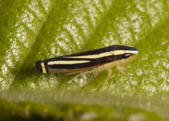 Fusigonalia optata