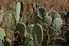 Opuntia basilaris treleasei