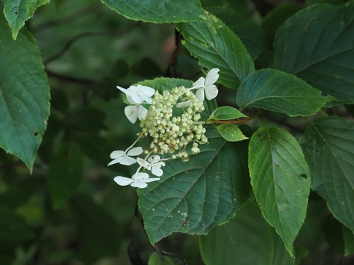 Hydrangea paniculata