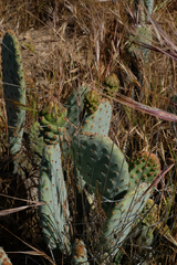 Opuntia basilaris treleasei