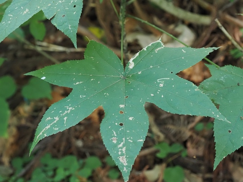 Kalopanax septemlobus, photograph 4