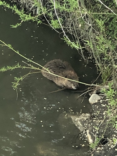 American Beaver photographed in Utah