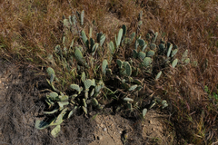 Opuntia basilaris treleasei