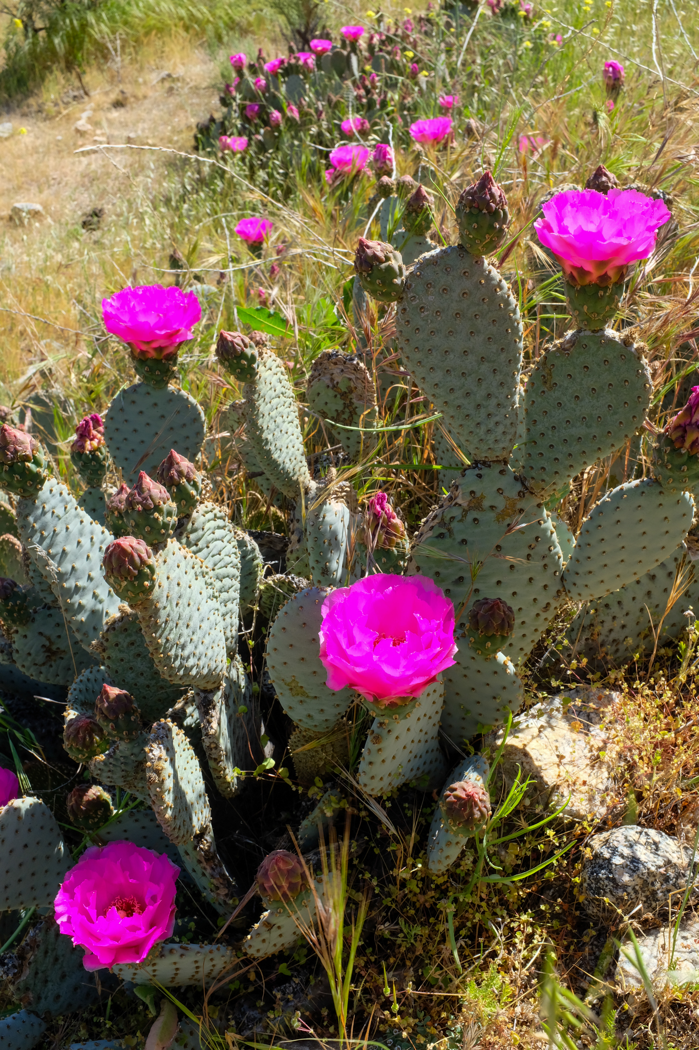 Opuntia basilaris var. treleasei