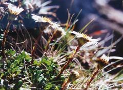 Celmisia bellidioides