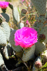 Opuntia basilaris treleasei