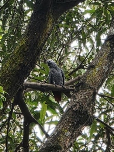 Gray Parrot
