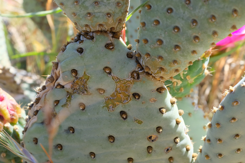 Opuntia basilaris