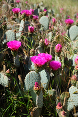 Opuntia basilaris treleasei