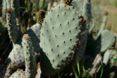 Opuntia basilaris treleasei