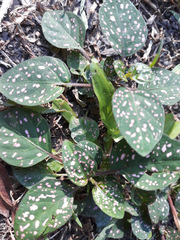 Hypoestes phyllostachya
