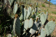 Opuntia basilaris treleasei
