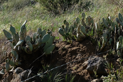 Opuntia basilaris treleasei