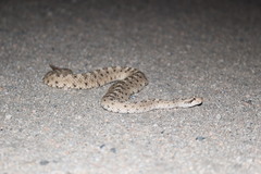 Crotalus cerastes cerastes