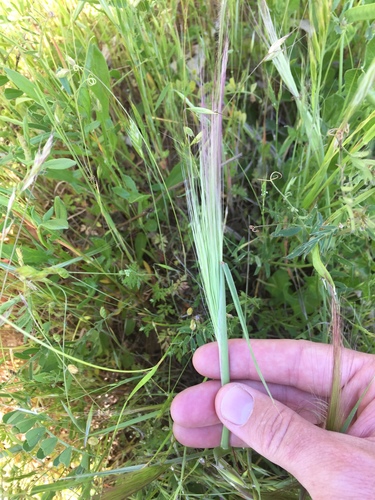 Image of Elymus multisetus by (c) crothfels, some rights reserved (CC BY)
