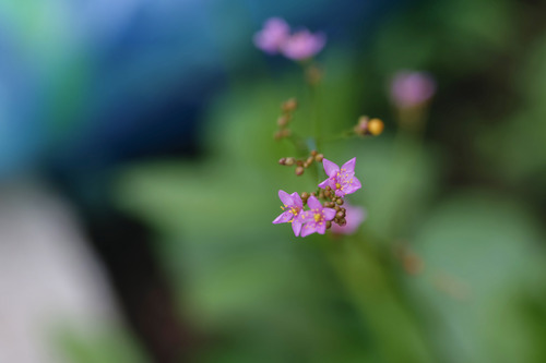Jewels of Opar
