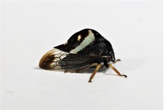 Smilia fasciata