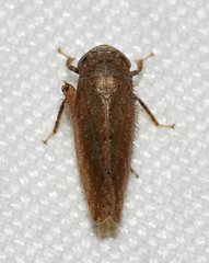 Paraphlepsius continuus
