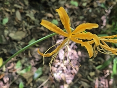 Lycoris aurea