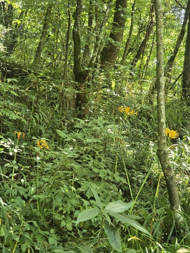 Lycoris aurea, photograph 1