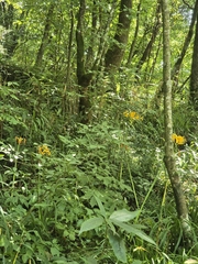 Lycoris aurea, photograph (c) Gonzalo Ganda Álvarez, some rights reserved (CC BY)