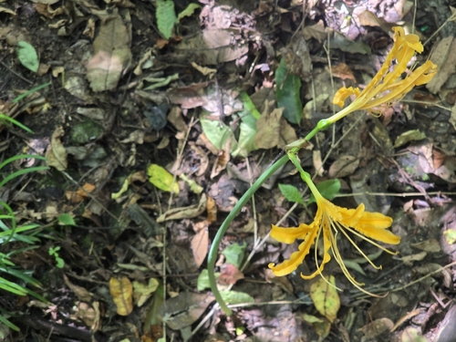 Lycoris aurea, photograph 2