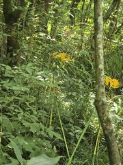 Lycoris aurea, photograph (c) Gonzalo Ganda Álvarez, some rights reserved (CC BY)