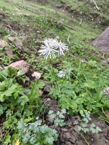 petal-like meadow-rue