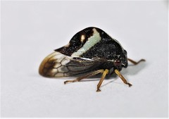 Smilia fasciata