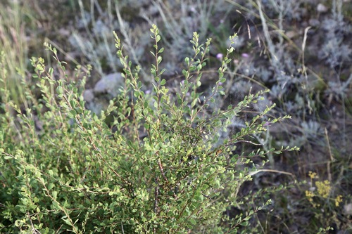 Spiraea hypericifolia, photograph 1