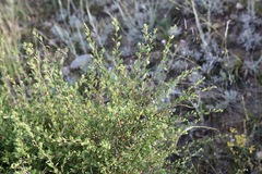 Spiraea hypericifolia, photograph (c) Dr. Alexey Yakovlev, some rights reserved (CC BY)