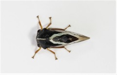Smilia fasciata