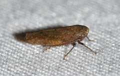 Paraphlepsius continuus