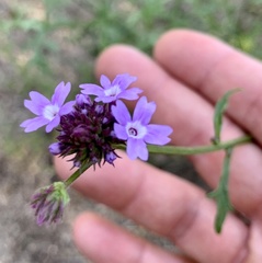Glandularia lilacina