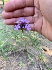 Glandularia lilacina