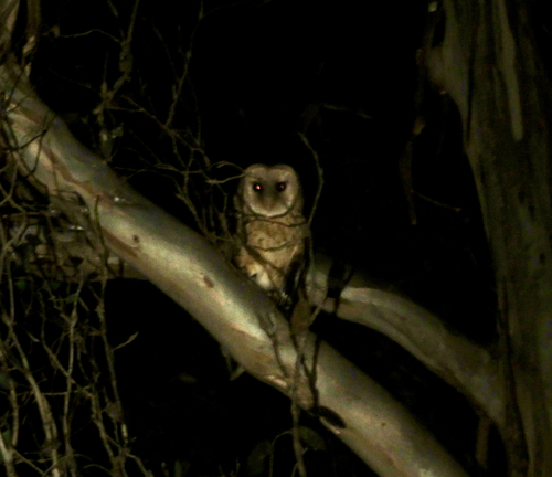 Tyto novaehollandiae, 2026-08-07