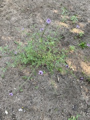 Glandularia lilacina
