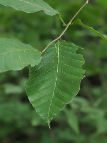 Fagus crenata